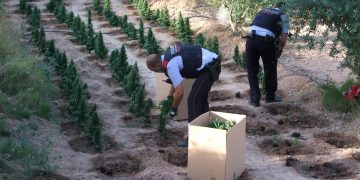 Els Mossos desmantellen una plantació de 1.800 plantes de marihuana a Flix