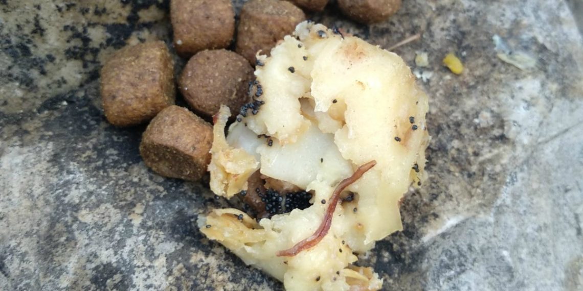 Denuncien el propietari d’una caseta de camp de Tortosa per enverinar gossos