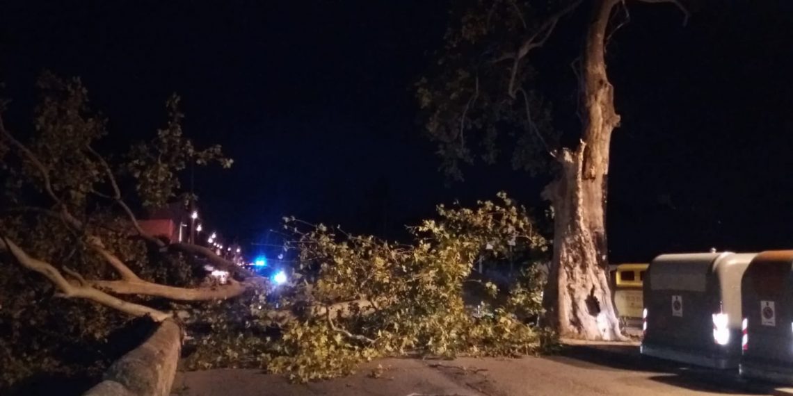 📷 El vent tomba l’aube de Jesús, un dels arbres més característics del poble