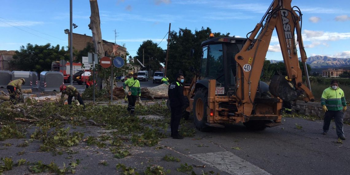 📷 El vent tomba l’aube de Jesús, un dels arbres més característics del poble