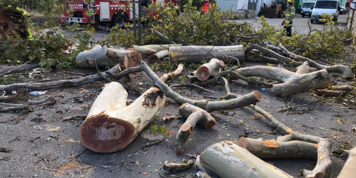 📷 El vent tomba l’aube de Jesús, un dels arbres més característics del poble
