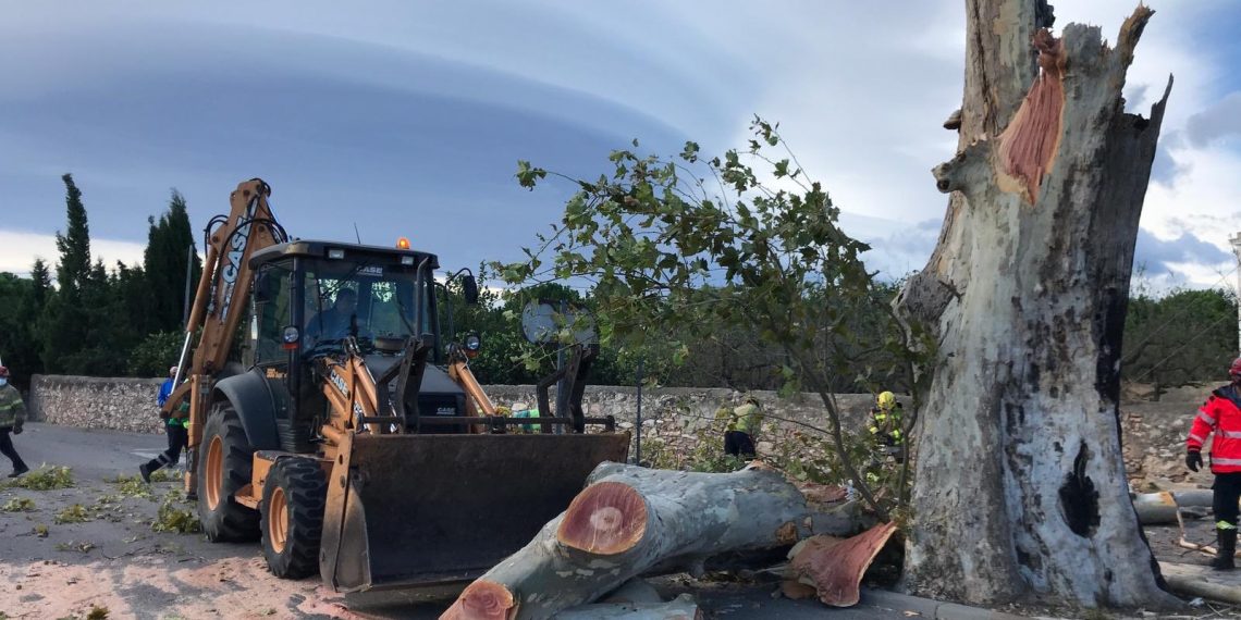 📷 El vent tomba l’aube de Jesús, un dels arbres més característics del poble