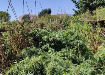 Localitzen una plantació de marihuana prop de la zona cremada de l’horta del Pimpí