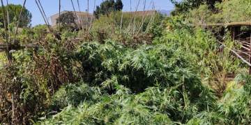 Localitzen una plantació de marihuana prop de la zona cremada de l’horta del Pimpí