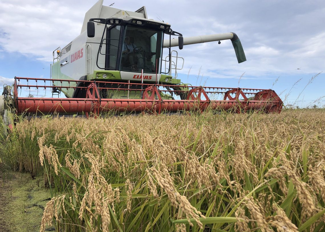 UP calcula que la collita d’arròs al Delta s’ha reduït enguany fins a un 20%