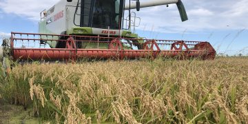UP calcula que la collita d’arròs al Delta s’ha reduït enguany fins a un 20%