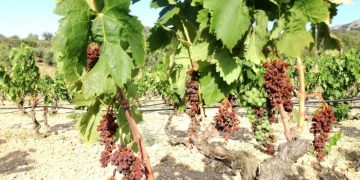 Unió de Pagesos exigeix a Agricultura una resposta urgent als viticultors de l’Ebre i el Priorat afectats pel cop de calor del 2019