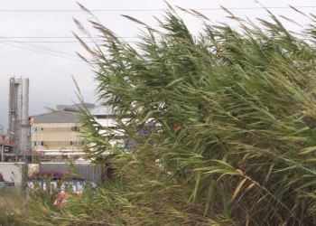 Campredó recupera els Marjals, una zona humida al cor del polígon industrial