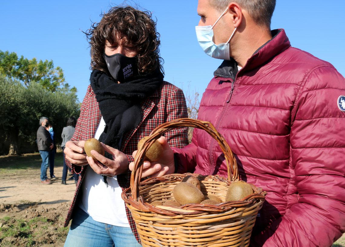 Provaran el cultiu de kiwi a la Ribera d’Ebre com a alternativa als presseguers