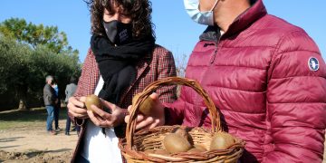 Provaran el cultiu de kiwi a la Ribera d’Ebre com a alternativa als presseguers