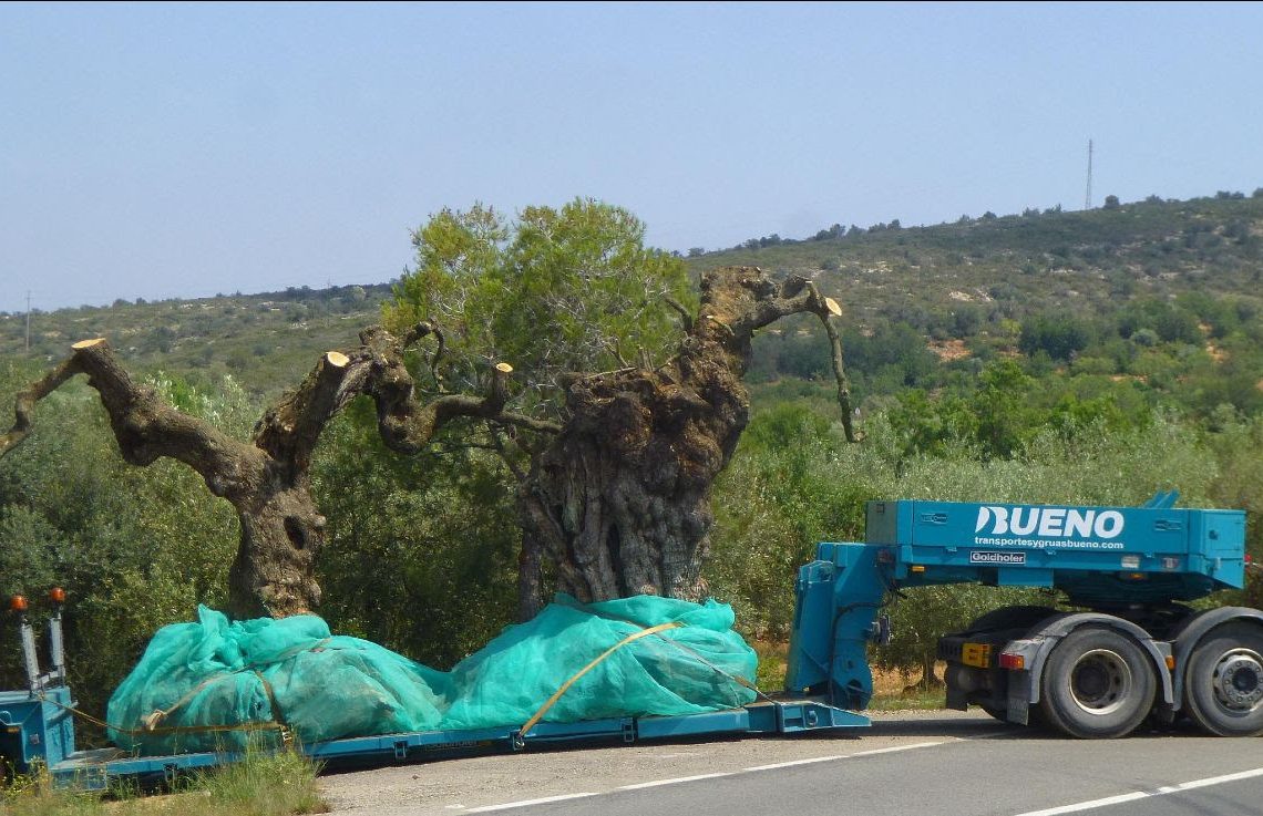 El Gepec vol comprar finques per crear una reserva d’oliveres monumentals a l’Ebre