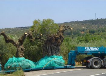 El Gepec vol comprar finques per crear una reserva d’oliveres monumentals a l’Ebre