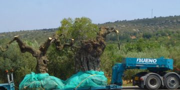 El Gepec vol comprar finques per crear una reserva d’oliveres monumentals a l’Ebre