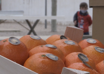 El govern repartirà clementines a més de 254.000 alumnes de tot Catalunya