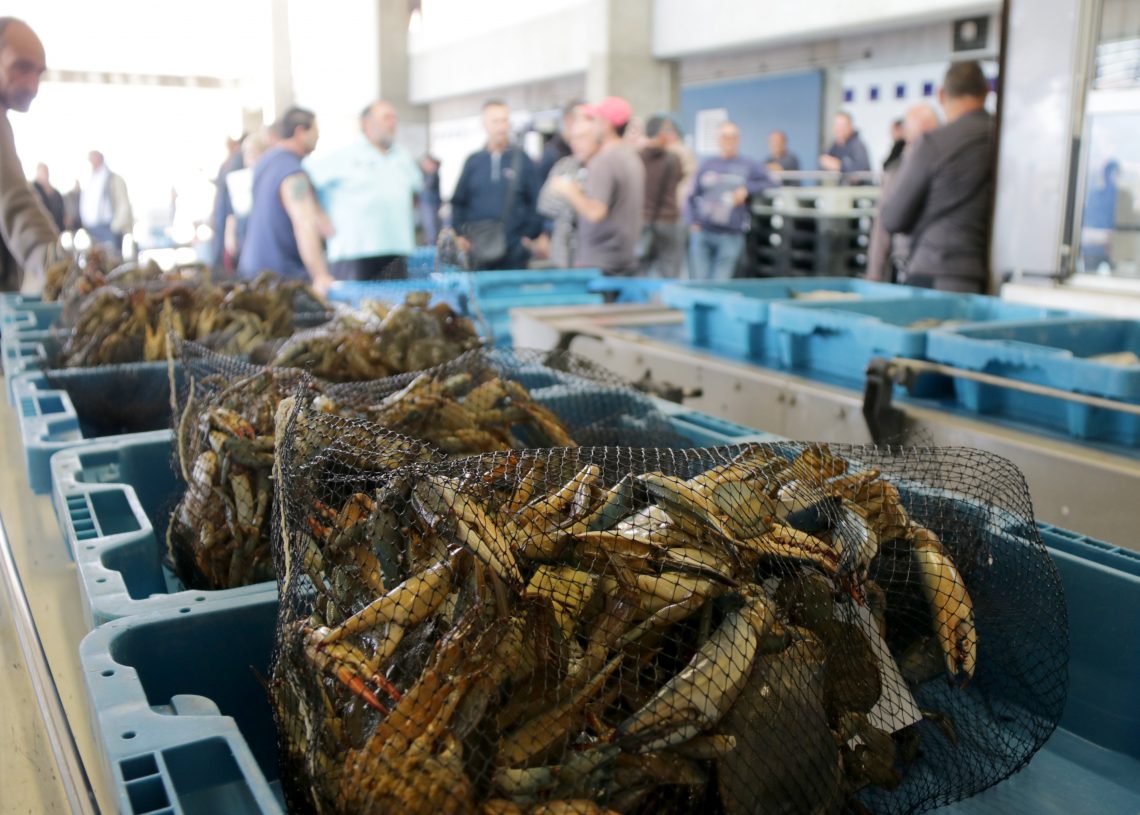 Les captures de cranc blau dels pescadors de la Ràpita arriben ja a les tres tones diàries