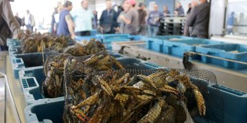 Les captures de cranc blau dels pescadors de la Ràpita arriben ja a les tres tones diàries