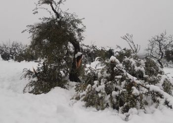UP alerta dels danys del temporal Filomena a la Terra Alta, a la Ribera d’Ebre i al Delta