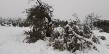 UP alerta dels danys del temporal Filomena a la Terra Alta, a la Ribera d’Ebre i al Delta