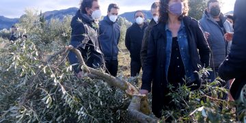 Jordà promet ajuts per als productors d’oli afectats pel Filomena, però no els concreta