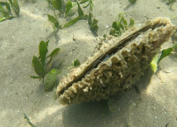 L’IRTA es marca l’objectiu de salvar les nacres del Delta, afectades per un paràsit