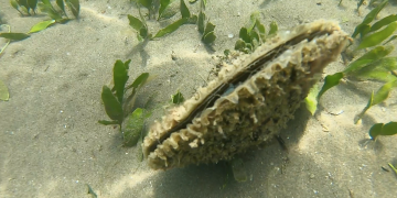 L’IRTA es marca l’objectiu de salvar les nacres del Delta, afectades per un paràsit