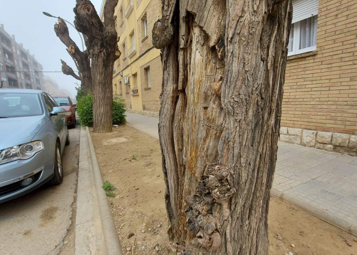 Tortosa replantarà tots els arbres de l’avinguda Colom, a Ferreries