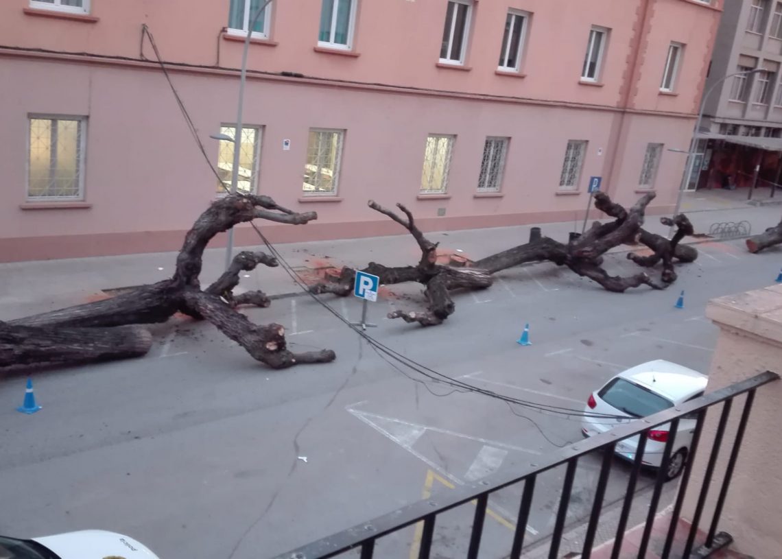 Convoquen una concentració contra la tala dels arbres de l’avinguda Colom de Tortosa