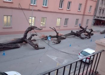 Convoquen una concentració contra la tala dels arbres de l’avinguda Colom de Tortosa