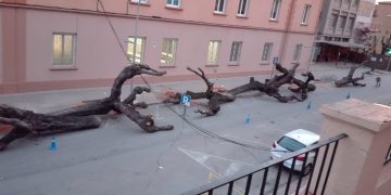 Convoquen una concentració contra la tala dels arbres de l’avinguda Colom de Tortosa