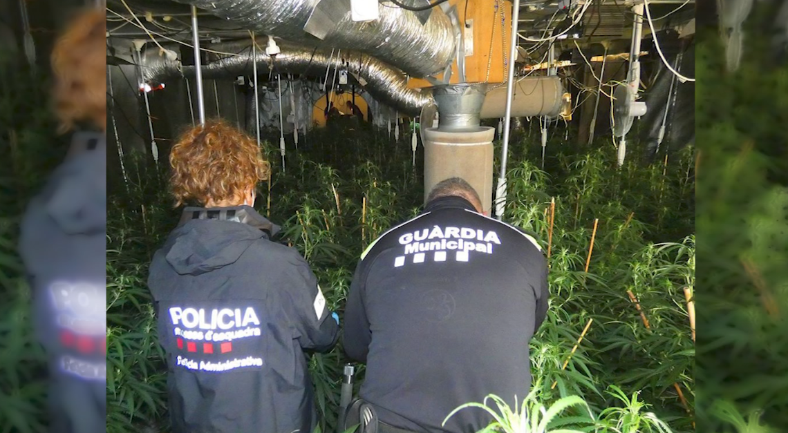 Quatre detinguts per tenir plantacions de marihuana a l’Ampolla i Roquetes