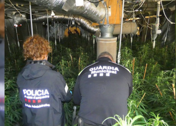 Quatre detinguts per tenir plantacions de marihuana a l’Ampolla i Roquetes