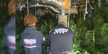 Quatre detinguts per tenir plantacions de marihuana a l’Ampolla i Roquetes