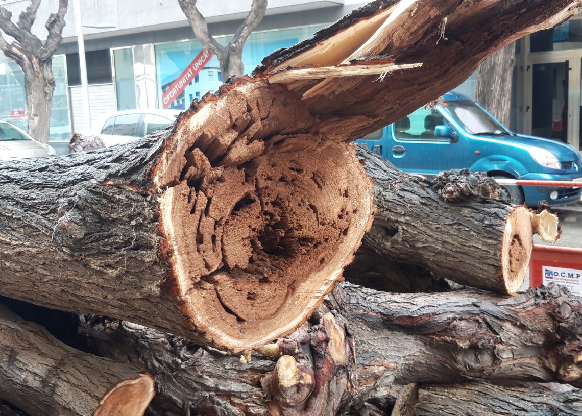 El govern de Tortosa referma que la tala dels arbres de l’avinguda Colom era ‘necessària’