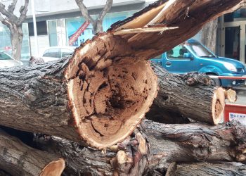 El govern de Tortosa referma que la tala dels arbres de l’avinguda Colom era ‘necessària’