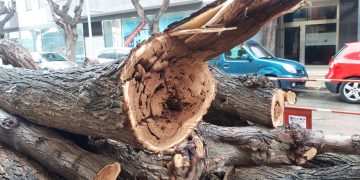 El govern de Tortosa referma que la tala dels arbres de l’avinguda Colom era ‘necessària’