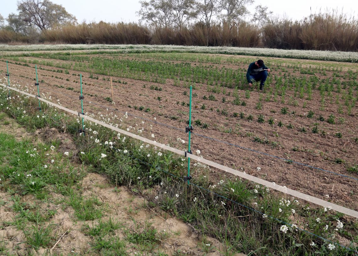 Rotar arròs amb quinoa per frenar les males herbes i diversificar el sector al Delta