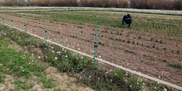 Rotar arròs amb quinoa per frenar les males herbes i diversificar el sector al Delta