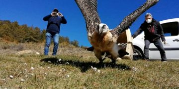 Un trencalòs sanat a Torreferrussa s’allibera als Ports