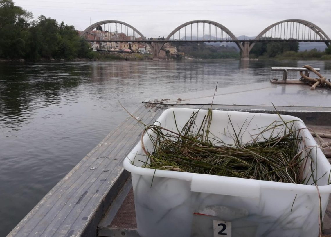 El COPATE realitza el segon tractament de l’any contra la mosca negra de l’Ebre