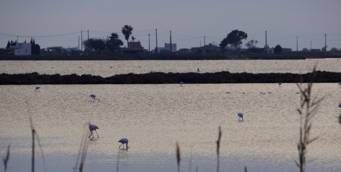 Turistes al Delta