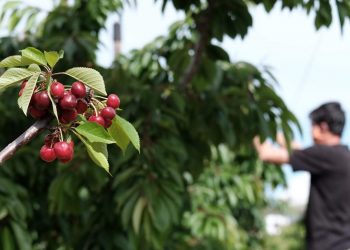 UP alerta d’una pèrdua de producció de la cirera del 20% a l’Ebre per la gelada del març