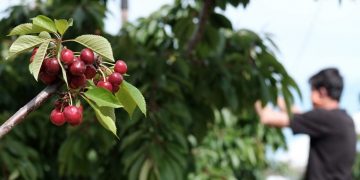 UP alerta d’una pèrdua de producció de la cirera del 20% a l’Ebre per la gelada del març