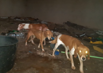 Demanen presó per a un home acusat de desatendre gossos i altres animals a Alcanar