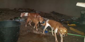 Demanen presó per a un home acusat de desatendre gossos i altres animals a Alcanar