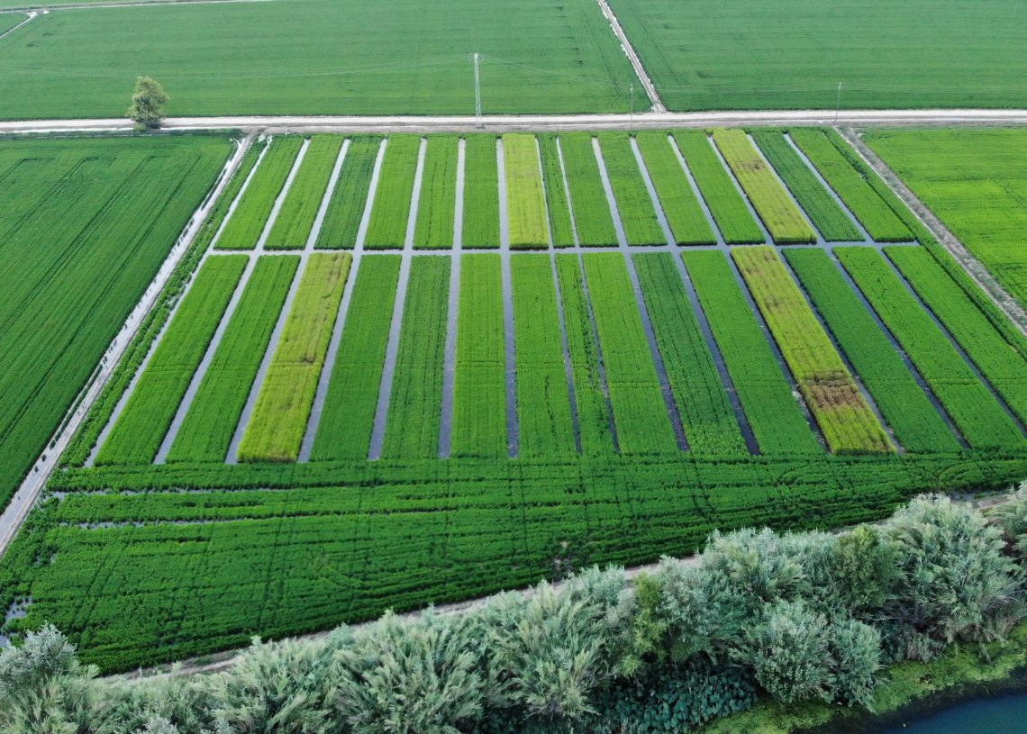 Provaran noves tècniques per produir arròs ecològic al delta de l’Ebre