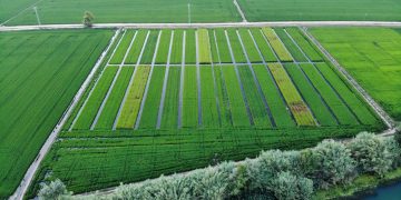 Provaran noves tècniques per produir arròs ecològic al delta de l’Ebre