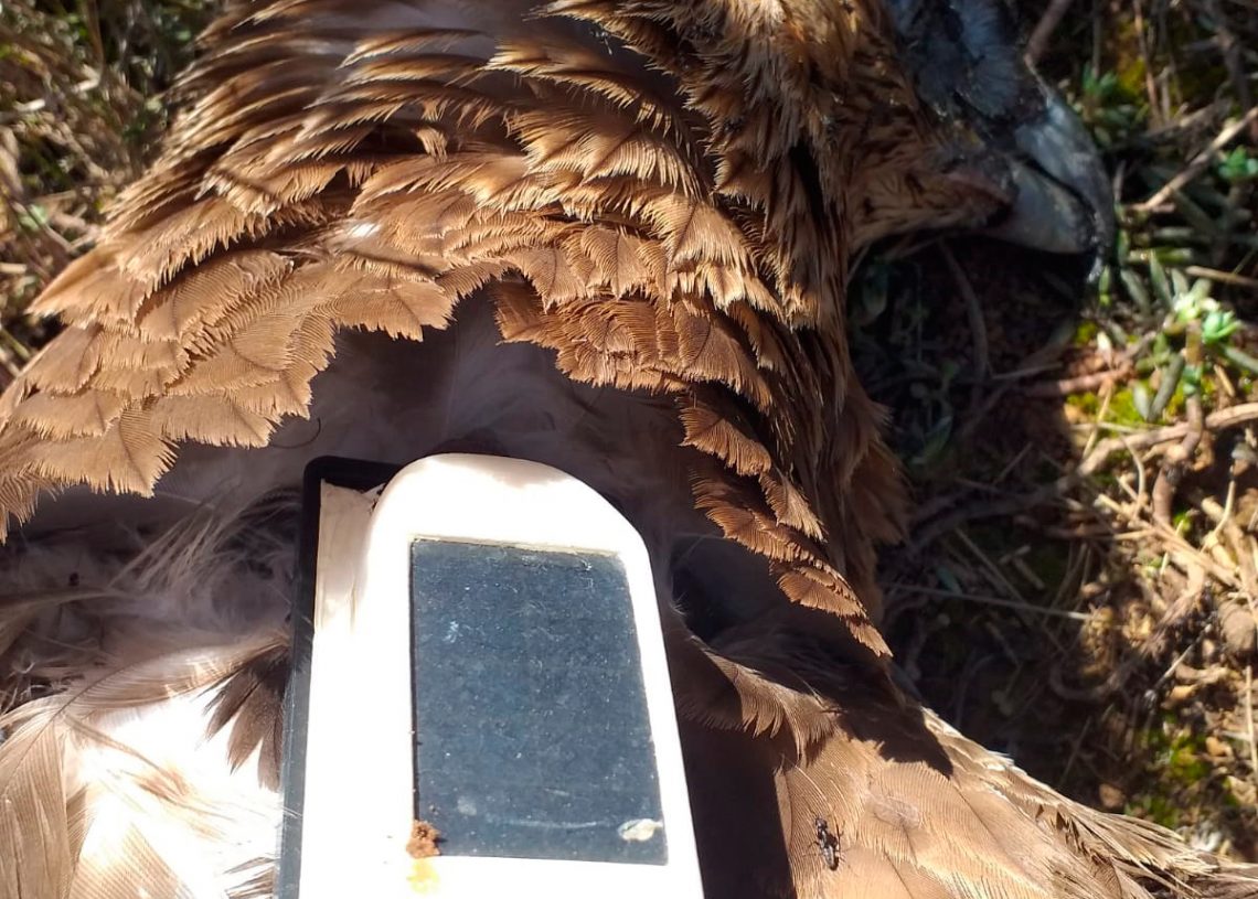 Mor per electrocució a Vinallop una àliga cuabarrada que retornava a França