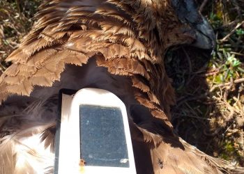 Mor per electrocució a Vinallop una àliga cuabarrada que retornava a França