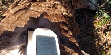 Mor per electrocució a Vinallop una àliga cuabarrada que retornava a França