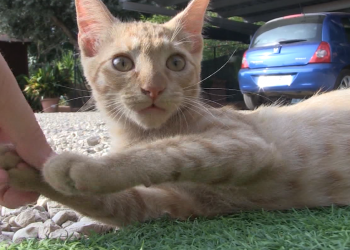 Progat impulsa un programa d’adopció de gats per part de persones grans soles